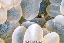 Bubble coral shrimp is unique to bubble coral and does no... by Peet J Van Eeden 